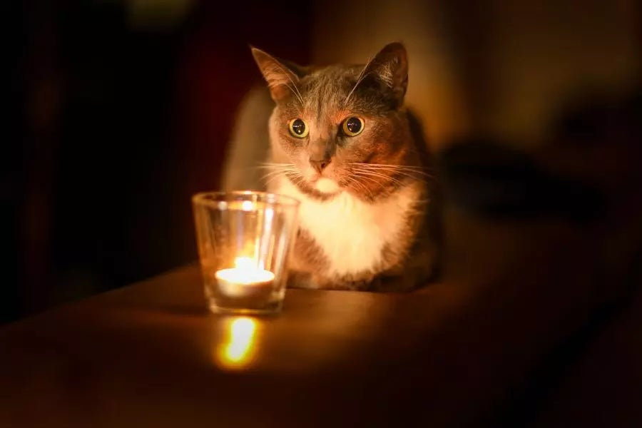 Are Candles Bad for Cats? The Actually Helpful (and Mildly Sarcastic) Guide