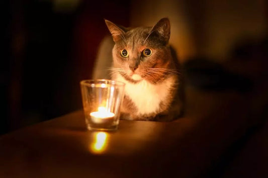Are Candles Bad for Cats? The Actually Helpful (and Mildly Sarcastic) Guide